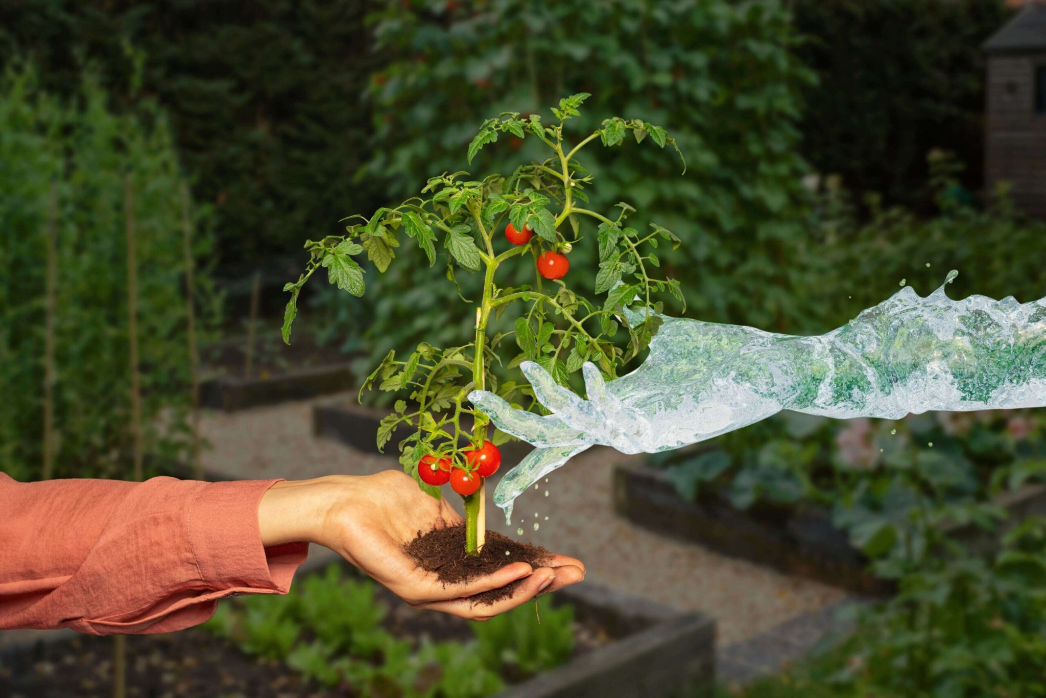 Gardena watering hand supporting a tomato plant